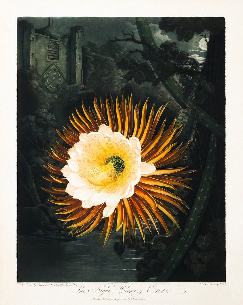 The Night-Blowing Cereus