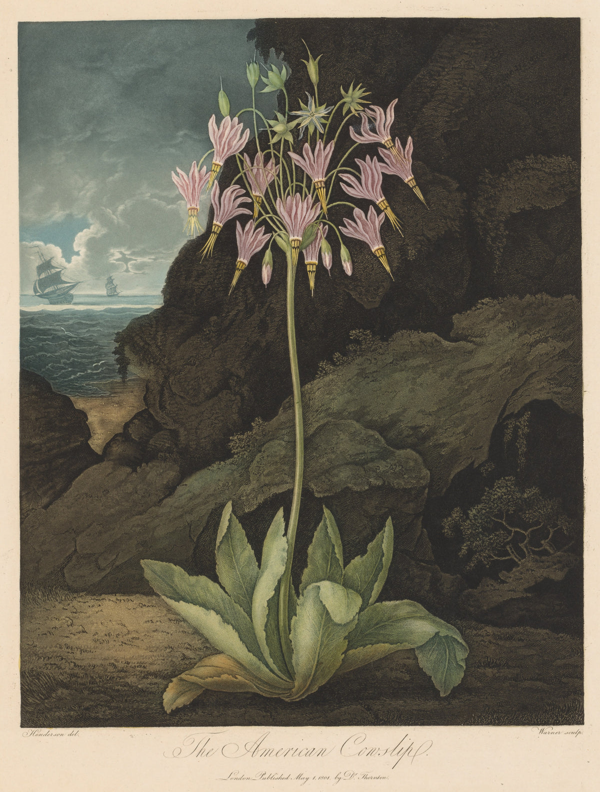The American Cowslip