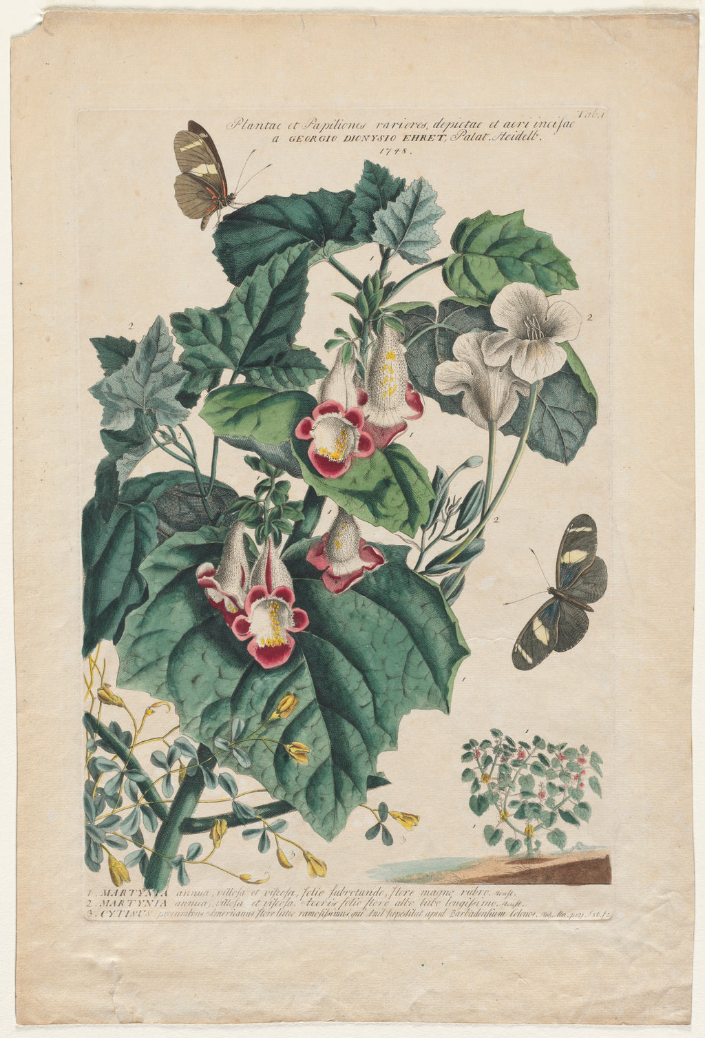 Martynia and the Painted Butterflies