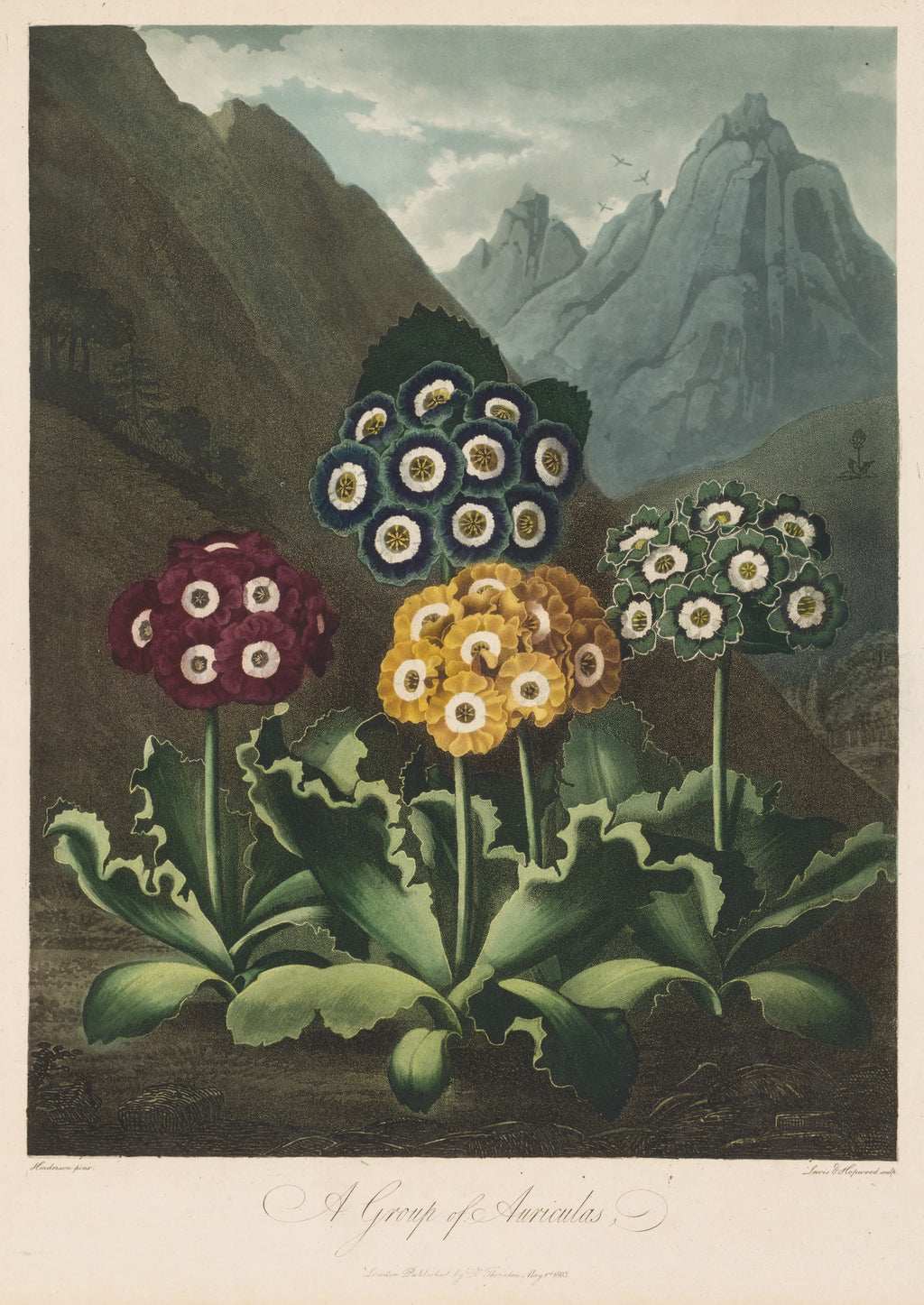 Auriculas of the Mountain Garden