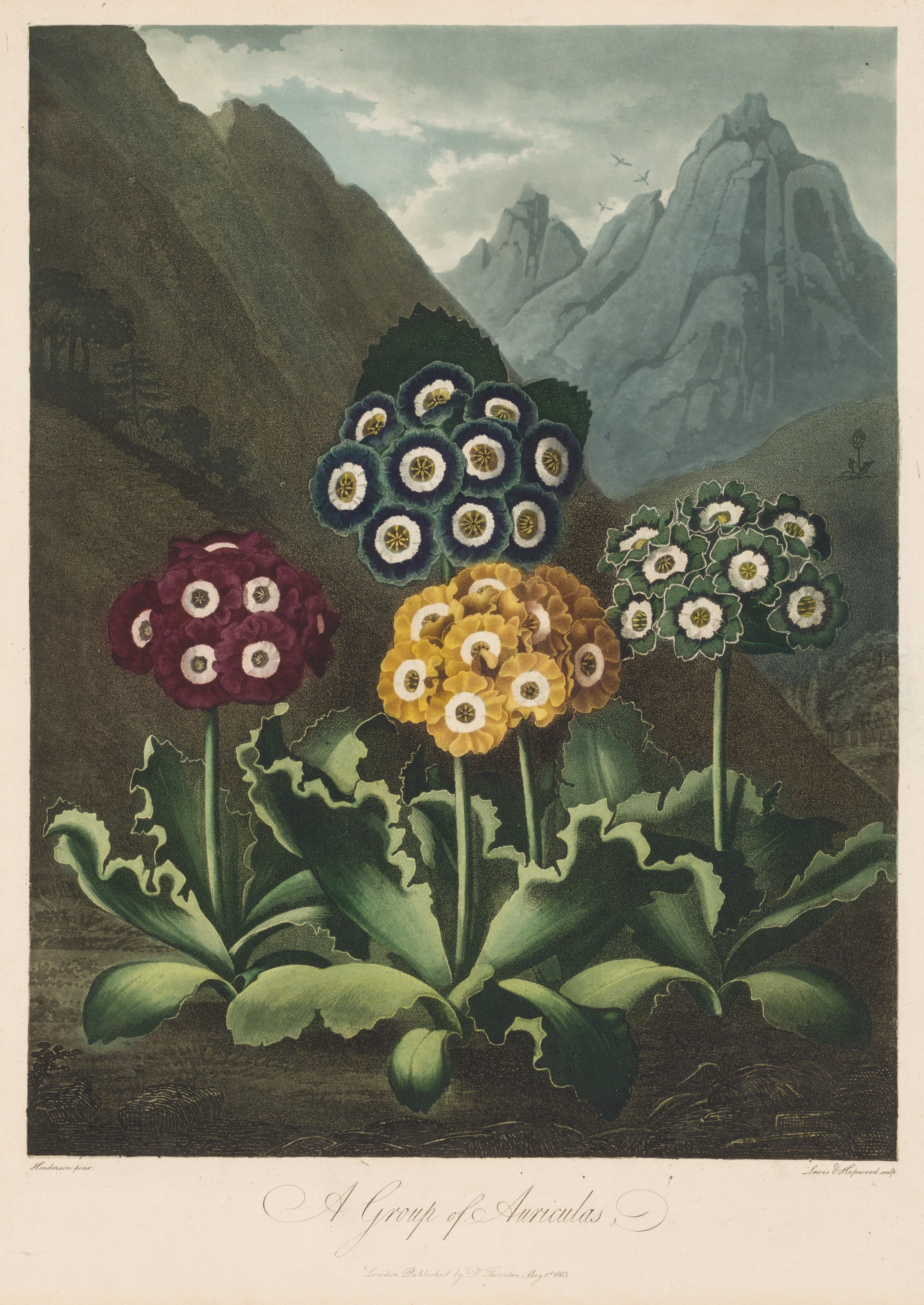 Auriculas of the Mountain Garden