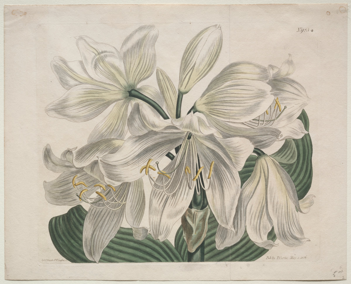 White Cape Coast Lily