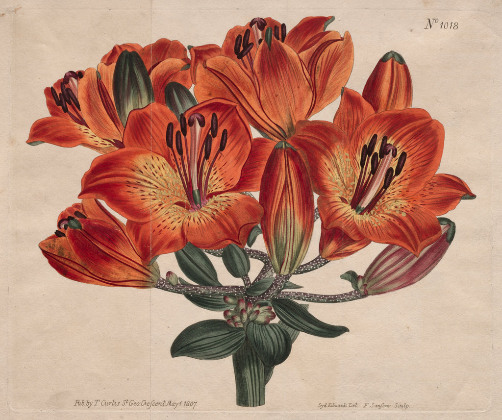Orange Lily Constellation