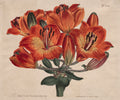 Orange Lily Constellation