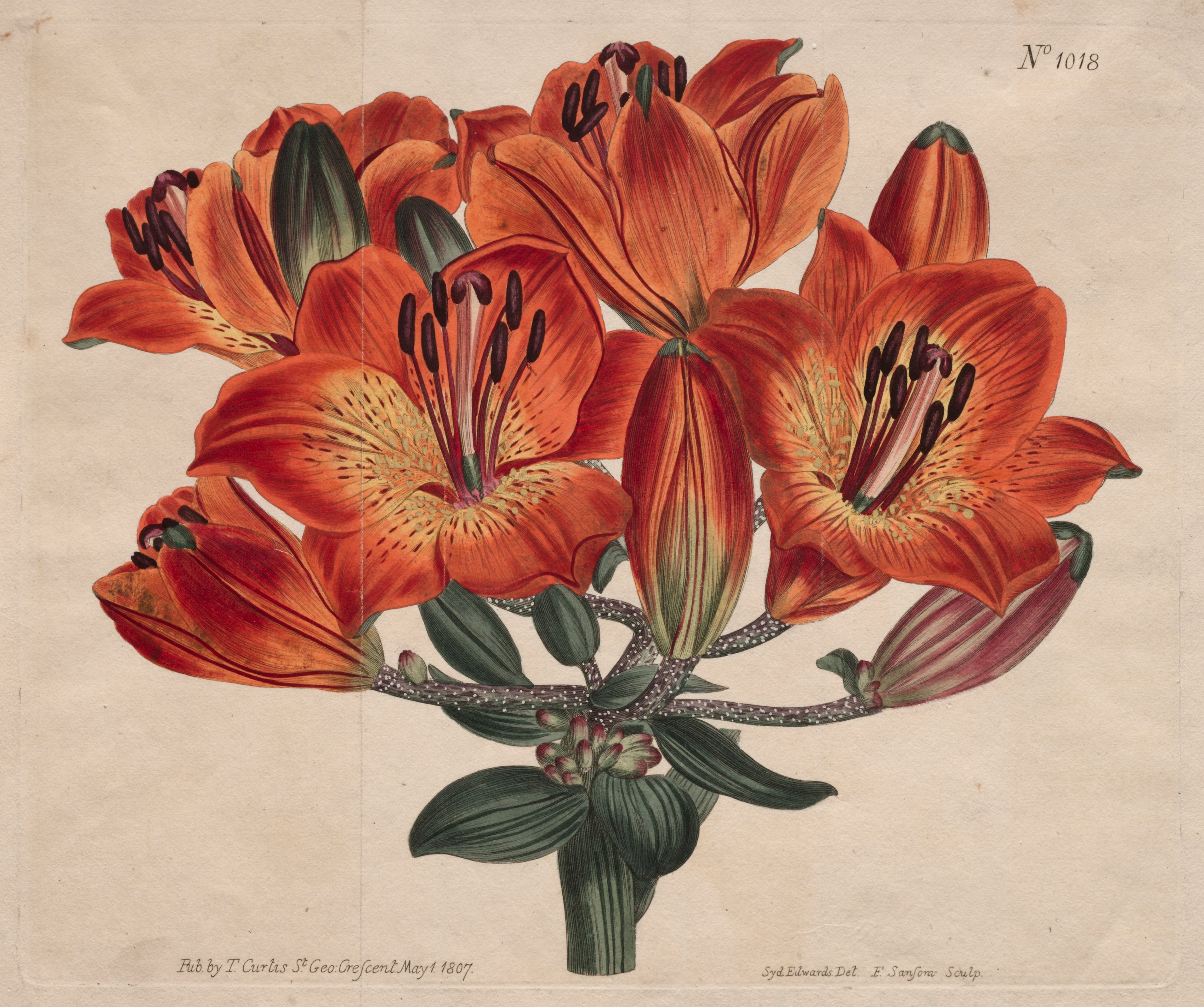 Orange Lily Constellation