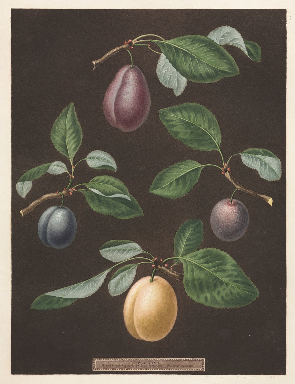 Plums from the Midnight Orchard