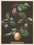 Plums from the Midnight Orchard