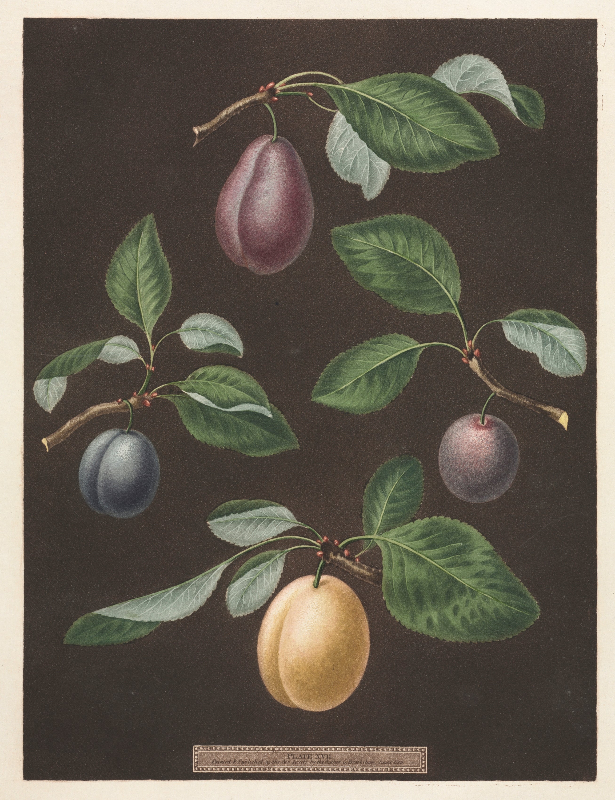 Plums from the Midnight Orchard