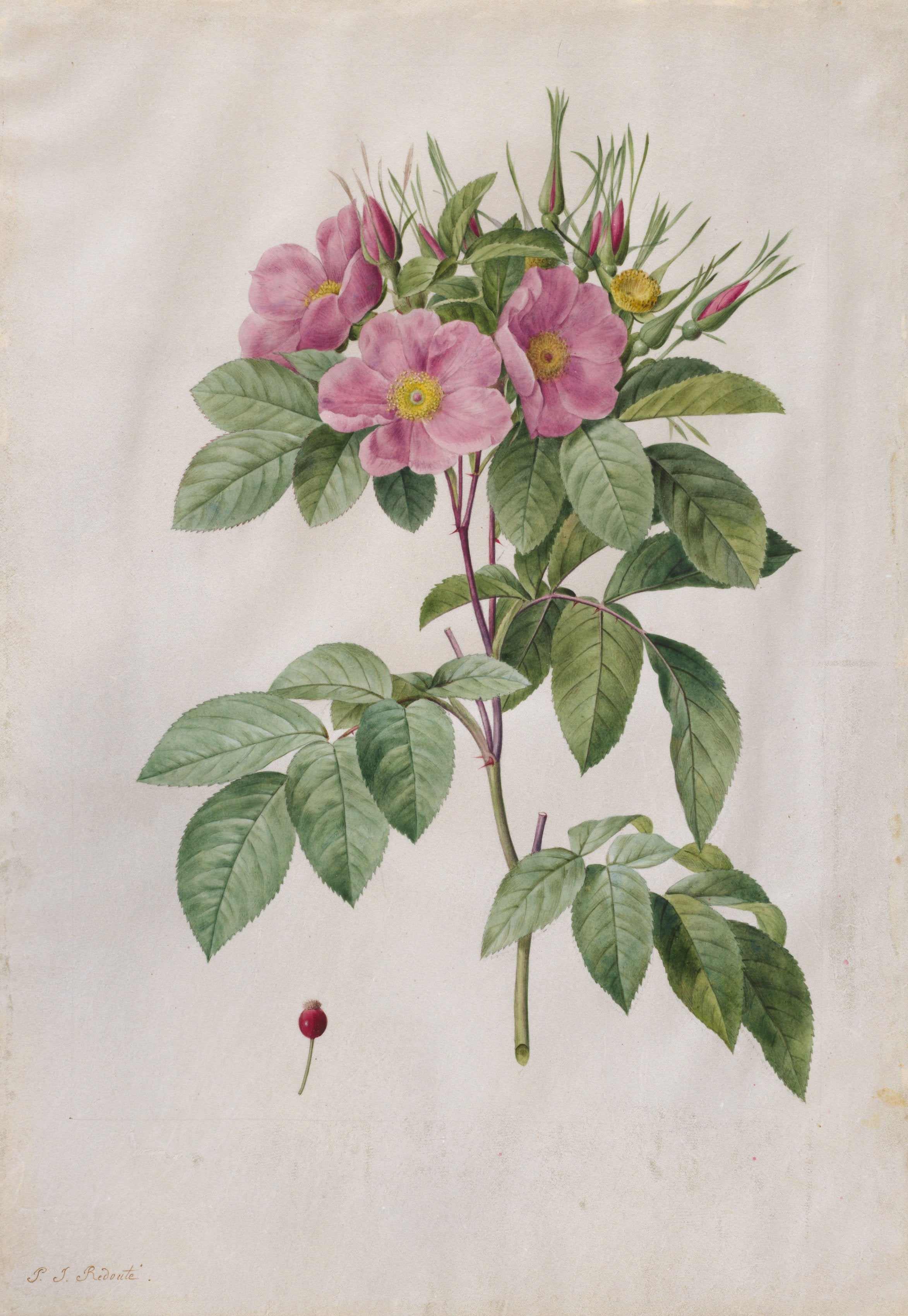 Pasture Rose