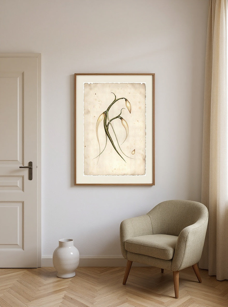 Botanical Study of the Comet Vine, framed in oak with an ivory mat, hanging in a contemporary gallery-style room