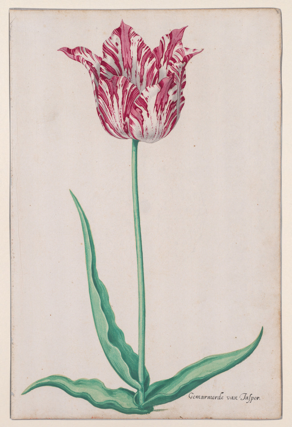 The Jasper Tulip