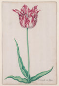The Jasper Tulip