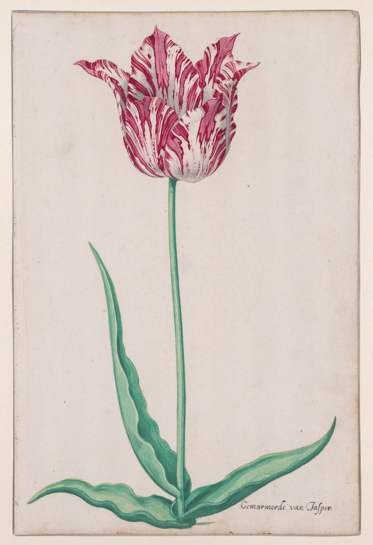 The Jasper Tulip