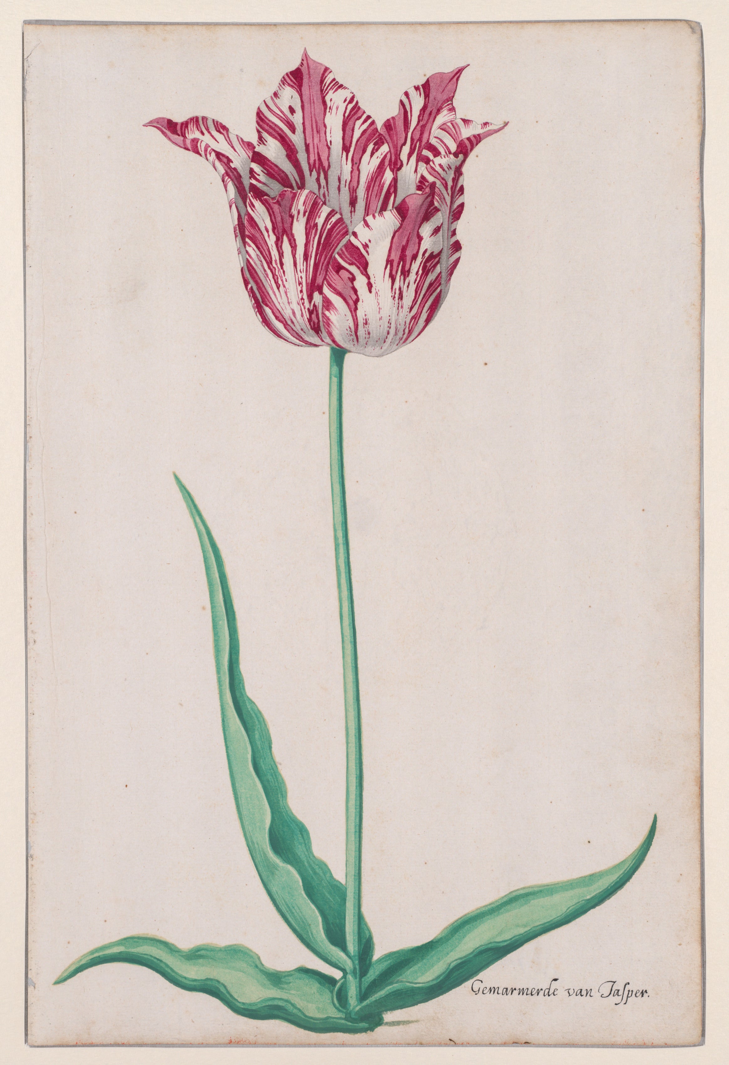 The Jasper Tulip