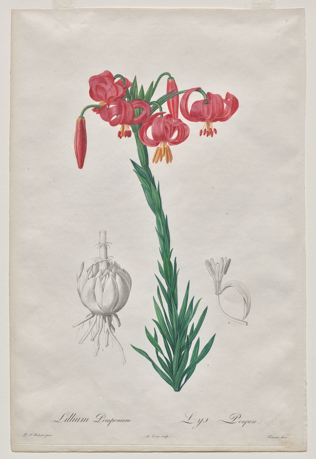 The Turban Lily