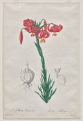 The Turban Lily