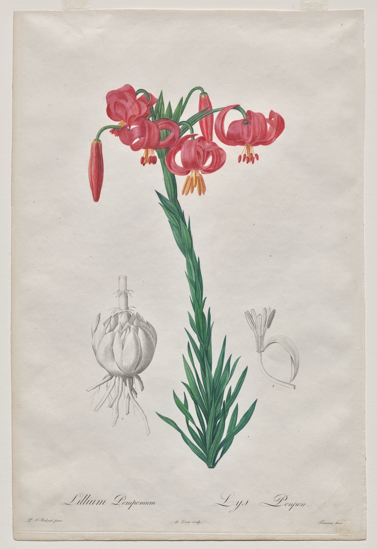 The Turban Lily