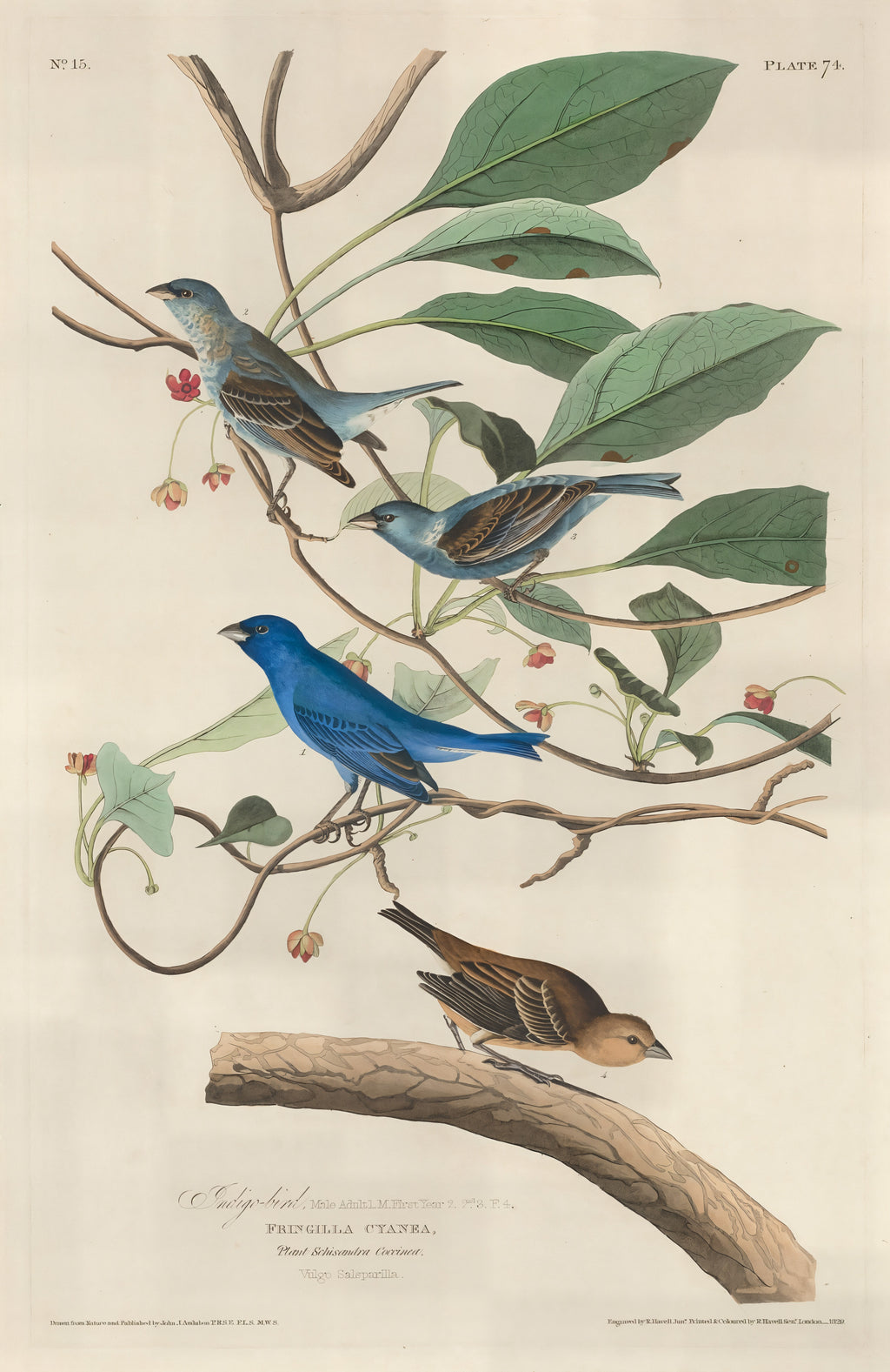 Indigo Bird
