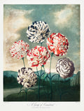 A Group of Carnations