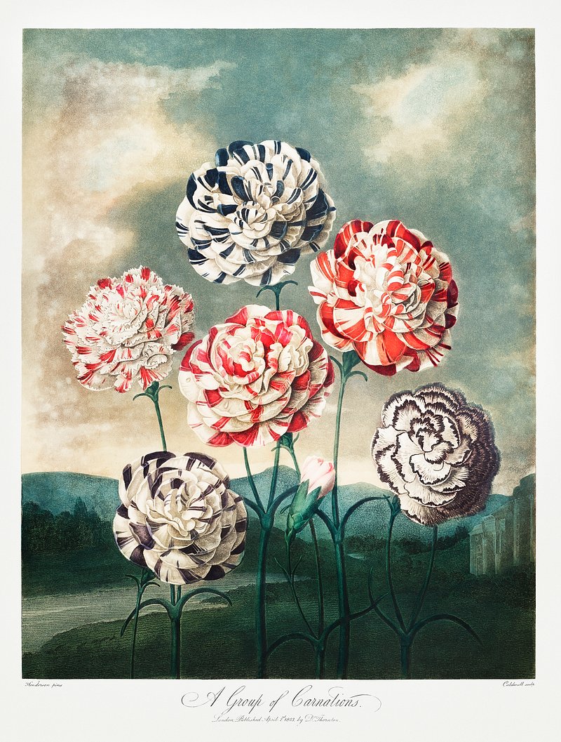 A Group of Carnations