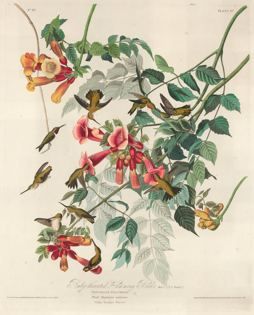 Ruby-throated Humming Bird
