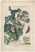 Plantae et Papiliones rariores:  Martynia