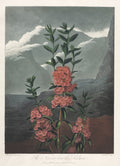 The Temple of Flora, or Garden of Nature: The Narrow-leaved Kalmia