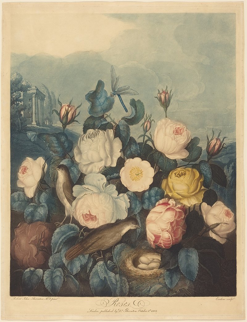 Roses