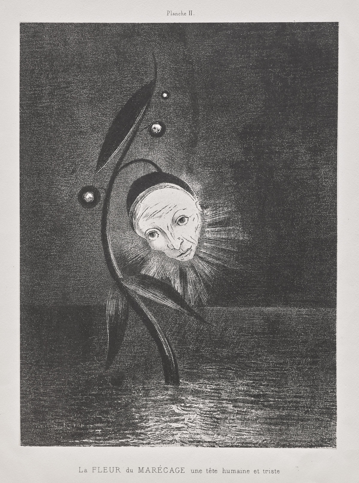 The Marsh Flower, a Sad Human Head