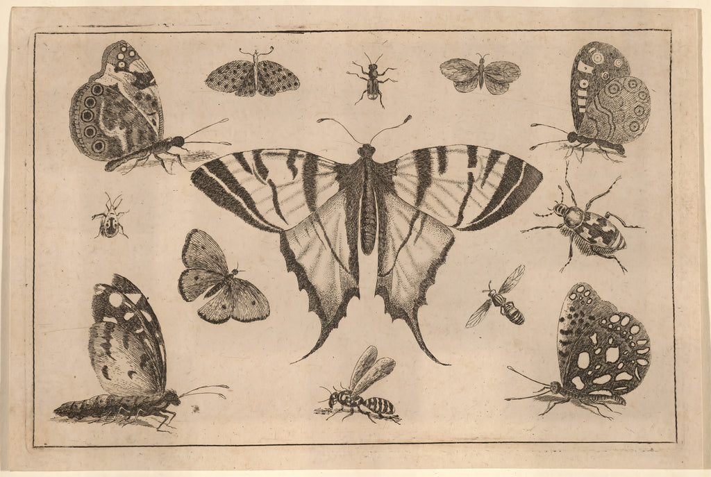 Swallow-tailed Butterfly and Twelve Other Insects