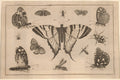 Swallow-tailed Butterfly and Twelve Other Insects