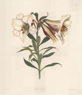 A Selection of Hexandrian Plants, belonging to the natural order of Amaryllidae and Liliacae:  Japanese Lily
