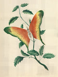 Rose Bush and Butterfly