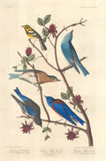 Townsend's Warbler, Arctic Blue Bird and Western Blue Bird