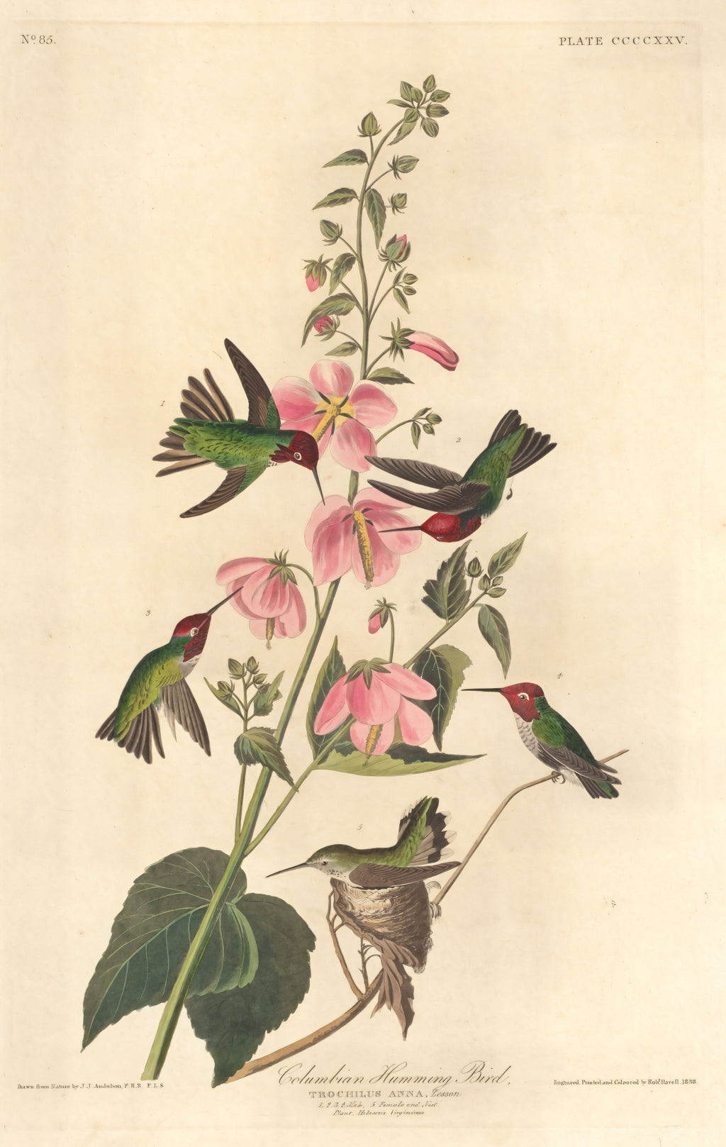 Columbian Humming Bird