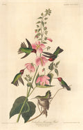 Columbian Humming Bird