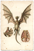 Anatomy of the Jabberwock, a Victorian-style anatomical engraving plate