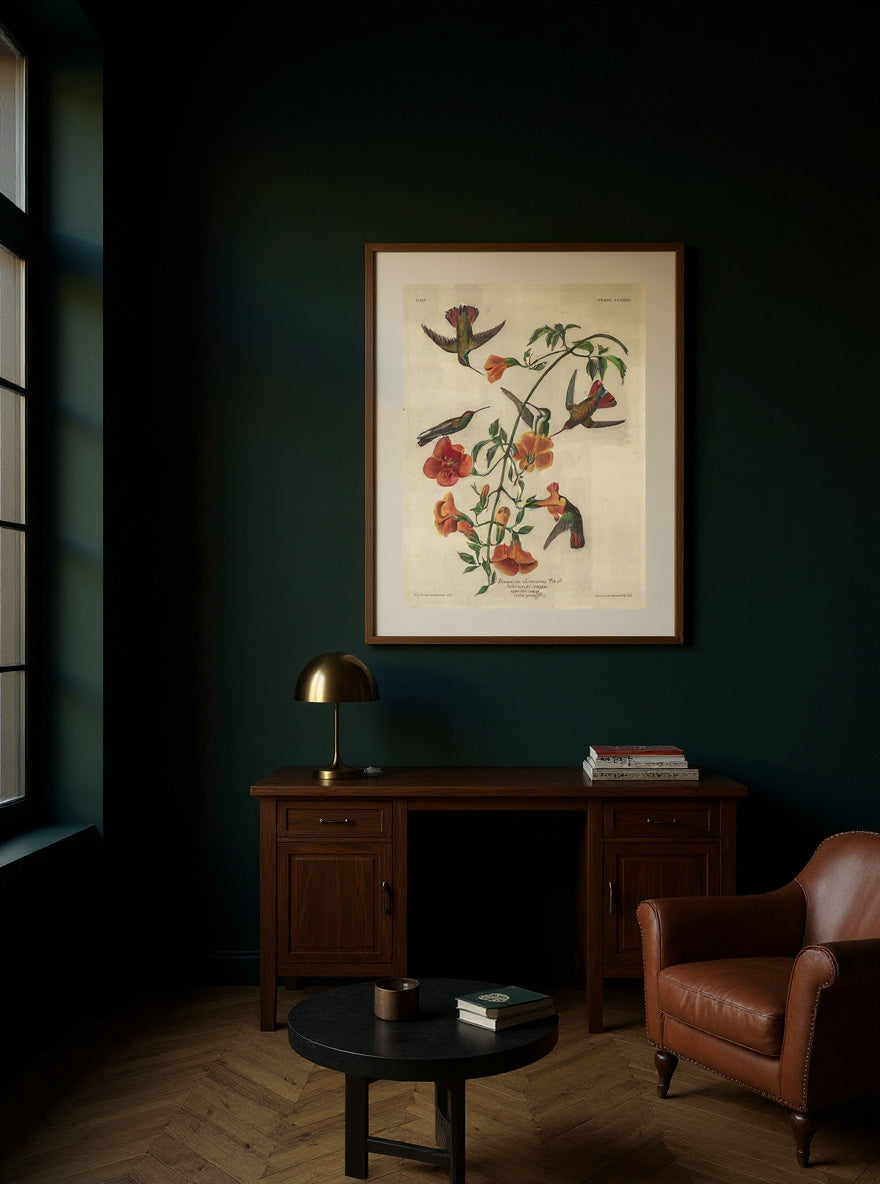 Mangrove Humming Bird — in a room