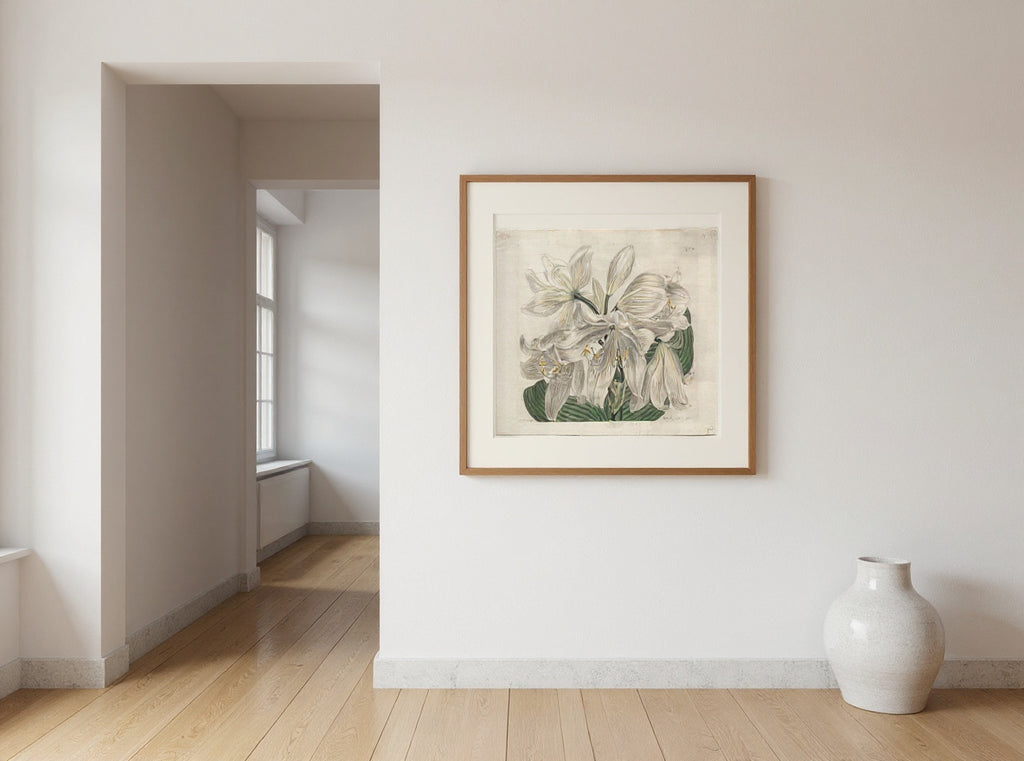 White Cape Coast Lily — in a room