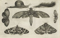 Six Insects, a Caterpillar, and a Snail, from Diversae Insectorum...Figurae