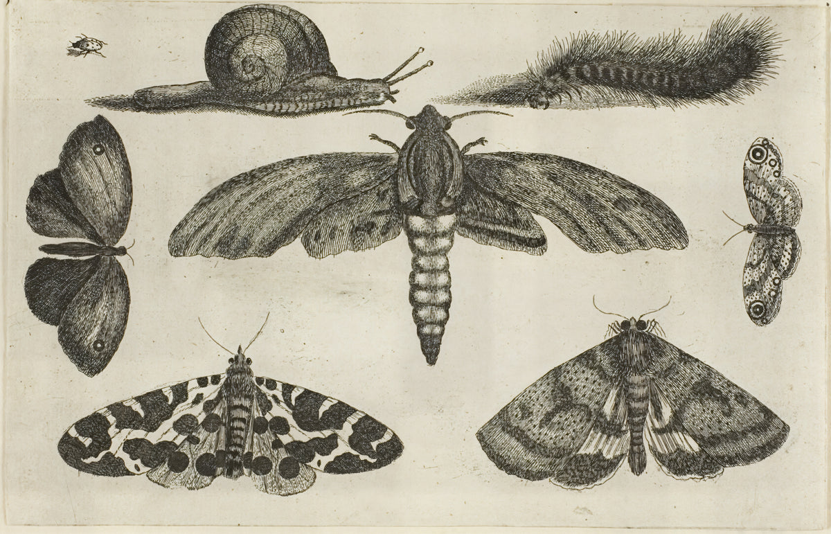 Six Insects, a Caterpillar, and a Snail, from Diversae Insectorum...Figurae