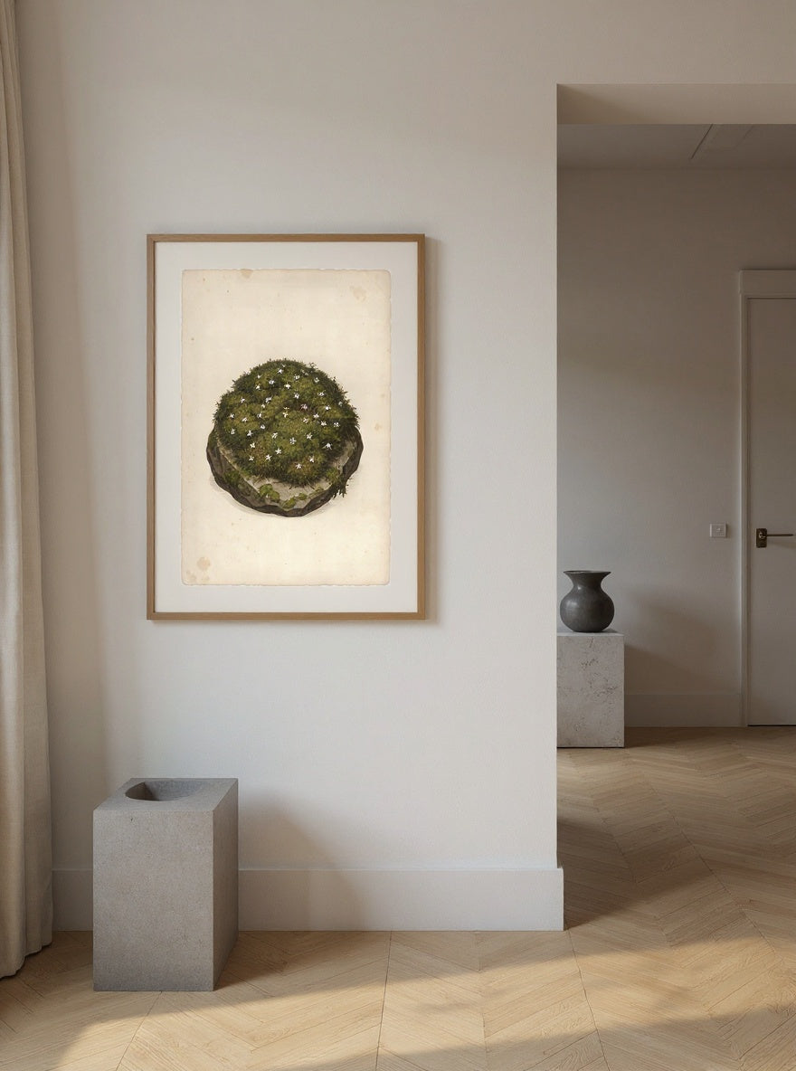 Botanical Study of the Star Moss, framed in oak with an ivory mat, hanging in a contemporary gallery-style hallway