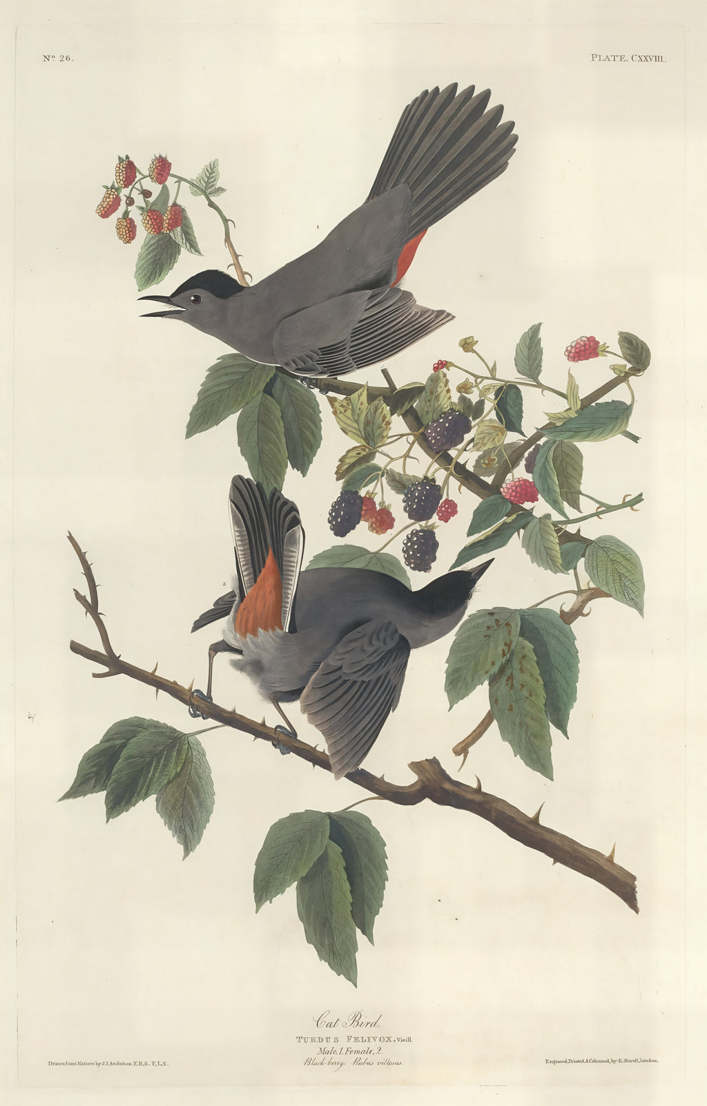 Cat Bird