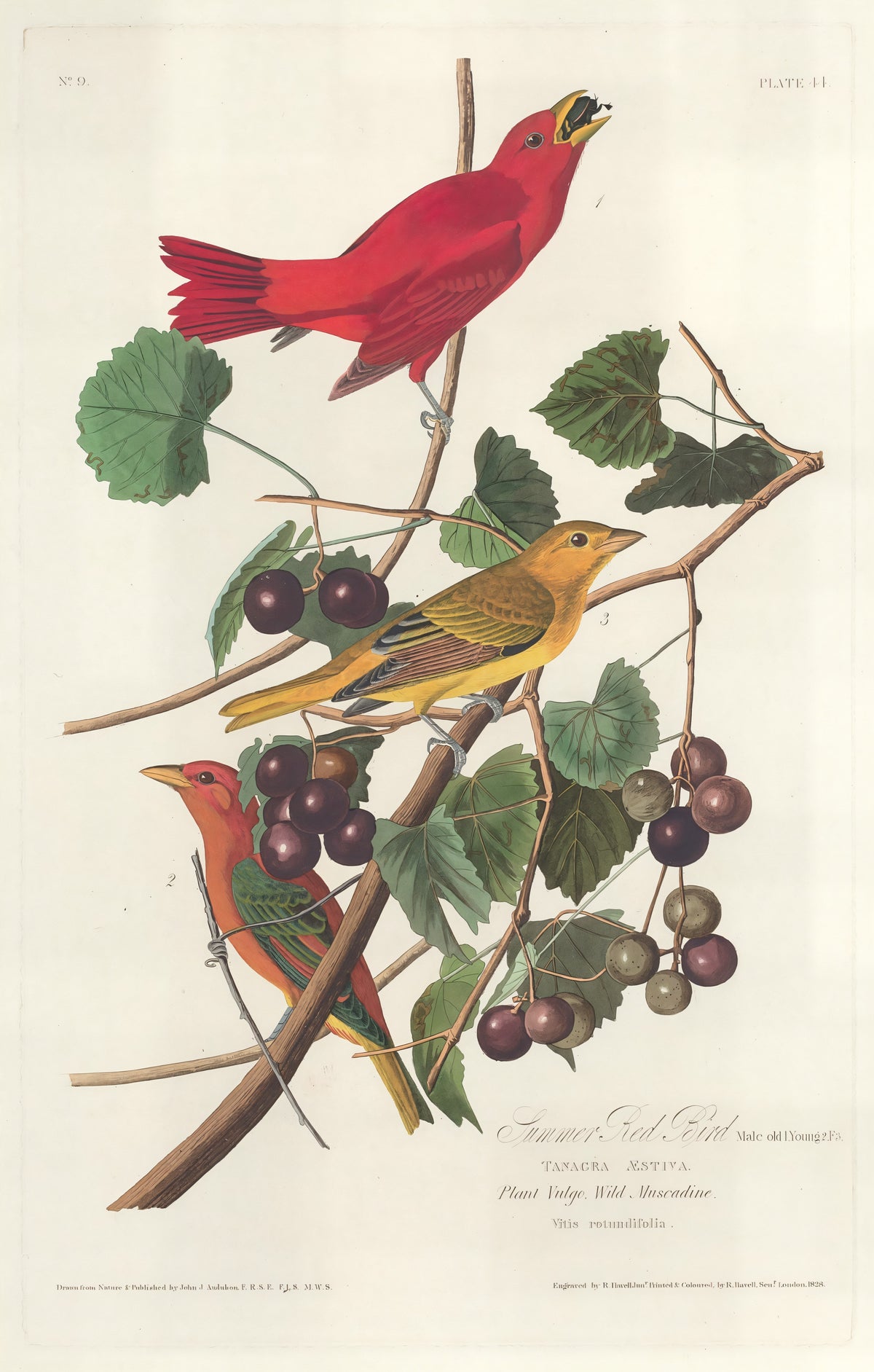 Summer Red Bird