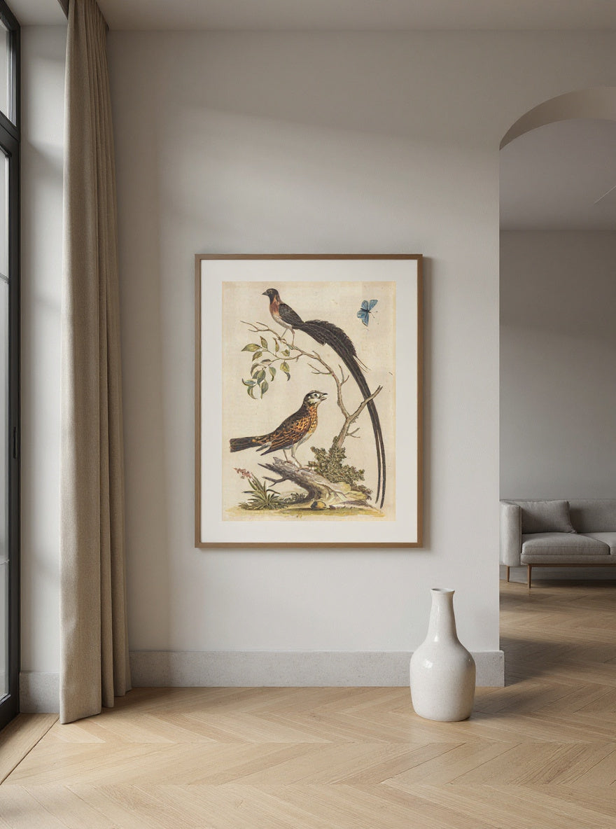 Two Birds, One with Very Long Tailfeathers, and Blue Butterfly — in a room