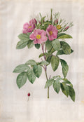 Pasture Rose (Rosa Carolina Corymbosa)