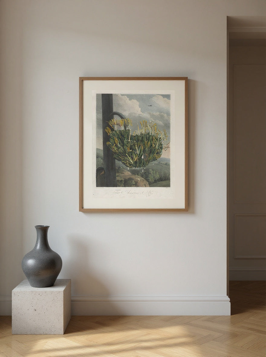 The Temple of Flora, or Garden of Nature: The American Aloe — in a room