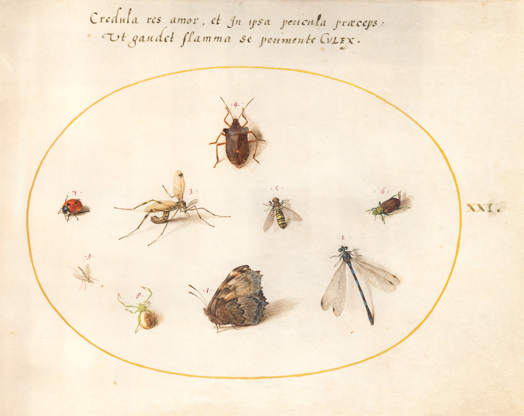 Plate 21: A Butterfly with a Dragonfly, a Ladybug, and Five other Insects