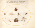 Plate 21: A Butterfly with a Dragonfly, a Ladybug, and Five other Insects