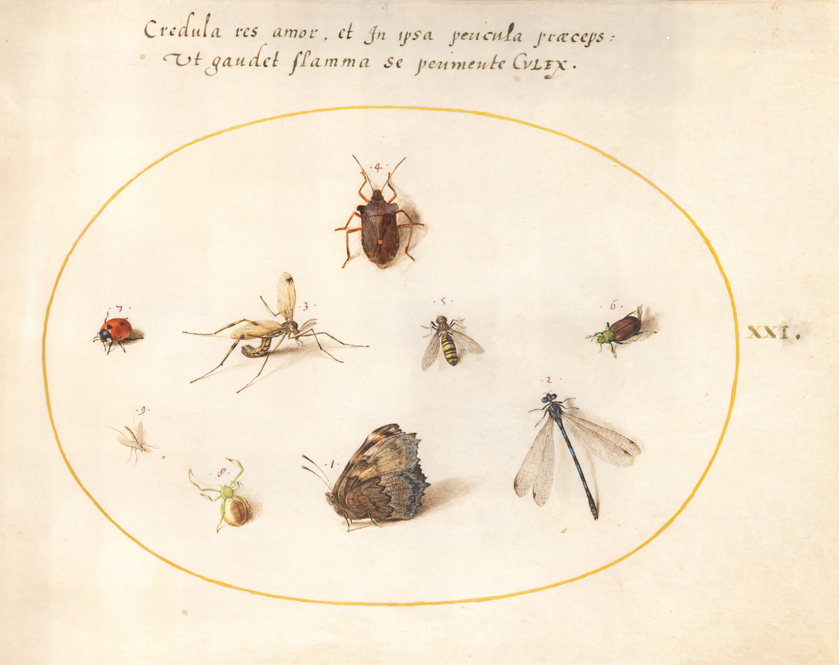 Plate 21: A Butterfly with a Dragonfly, a Ladybug, and Five other Insects